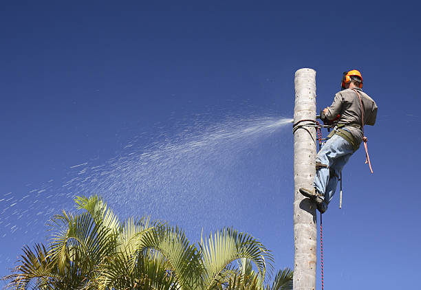 Best Storm Damage Tree Cleanup  in Naples Park, FL
