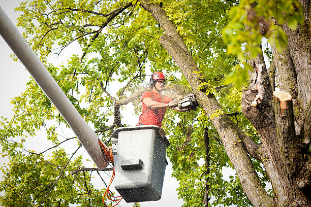 Best Utility Line Clearance  in Naples Park, FL